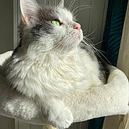 Rocky participe au concours pour gagner de l'argent avec cette photo : cat, fluffy, green_eyes, whiskers, cat_tree, sunlight, indoor, pet, feline, relaxed, soft_fur, white_fur, gray_fur, close_up, portrait, cozy, window_light, paw, domestic_animal, resting