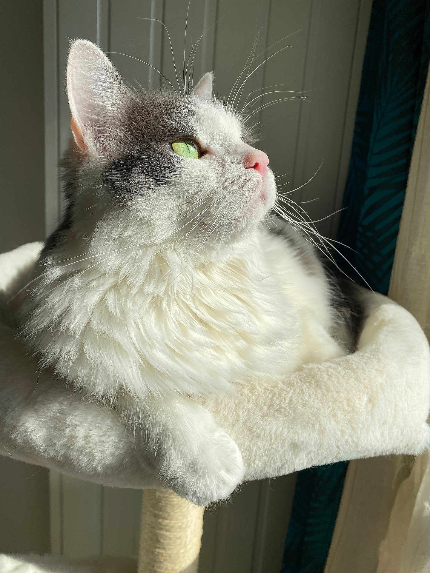 Rocky participe au concours pour gagner de l'argent avec cette photo : cat, fluffy, green_eyes, whiskers, cat_tree, sunlight, indoor, pet, feline, relaxed, soft_fur, white_fur, gray_fur, close_up, portrait, cozy, window_light, paw, domestic_animal, resting