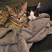 Azalp Et Vecna participe au concours pour gagner de l'argent avec cette photo : animal, black_and_white, blanket, cat, comfort, couch, cozy, cute, domestic, friendship, fur, indoor, kitten, pet, relaxation, resting, sleeping, snuggle, tabby, warm