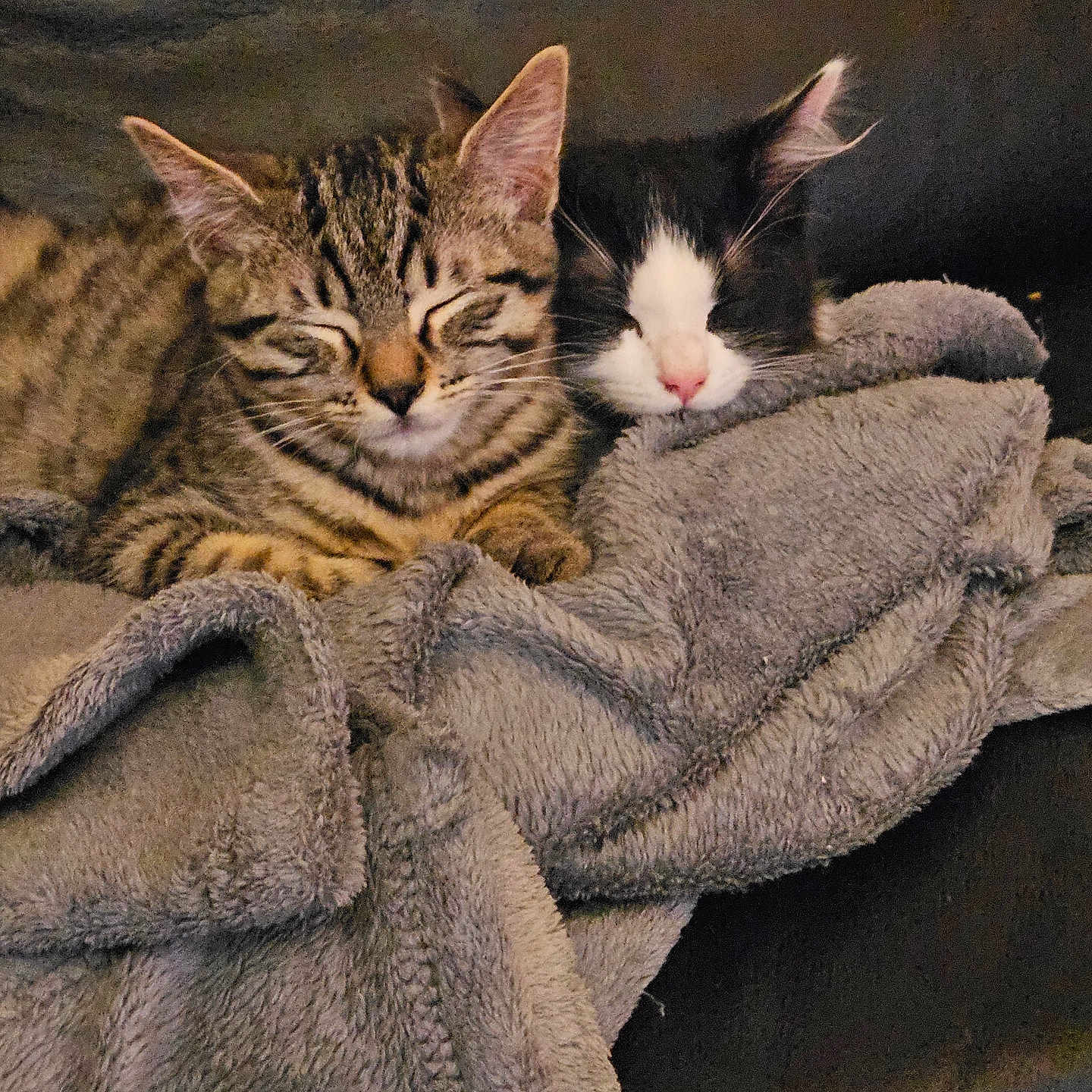 Azalp Et Vecna participe au concours pour gagner de l'argent avec cette photo : animal, black_and_white, blanket, cat, comfort, couch, cozy, cute, domestic, friendship, fur, indoor, kitten, pet, relaxation, resting, sleeping, snuggle, tabby, warm