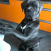 Sean participe au concours pour gagner de l'argent avec cette photo : animal, appliance, boxer, bulldog, canine, cooktop, device, dog, electricaldevice, frenchbulldog, greatdane, hound, indoors, interiordesign, kitchen, microwave, oven, pet, pitbull, puppy