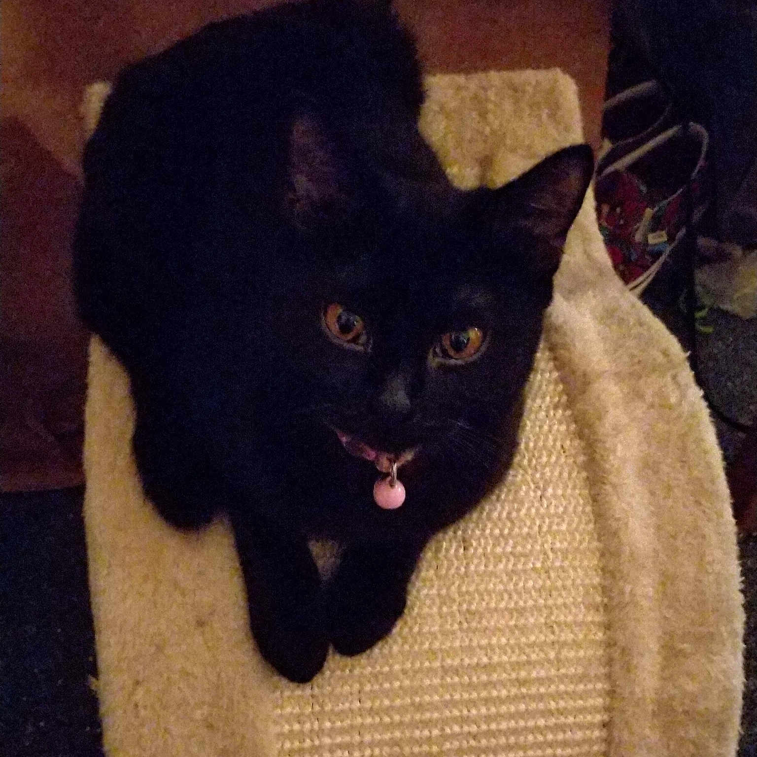 Ayla joined the competition — help win amazing prizes! asian, black, black_cat, bombay, carnivore, cat, domestic_short_haired_cat, ear, felidae, kitten, mammal, small_to_medium_sized_cats, tail, whiskers