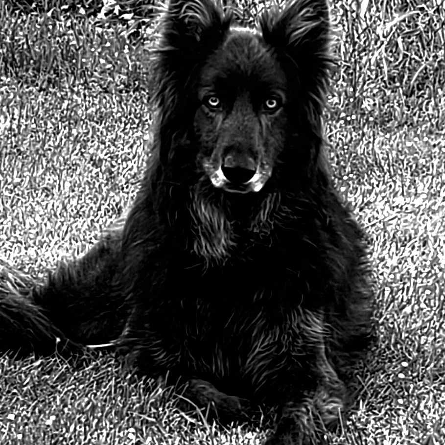 Tobby participe au concours pour gagner de l'argent avec cette photo : animal, ball, bodypart, canine, cockerspaniel, collie, dog, fence, grass, mouth, nature, newfoundland, outdoors, person, pet, plant, puppy, silhouette, terrier, yard