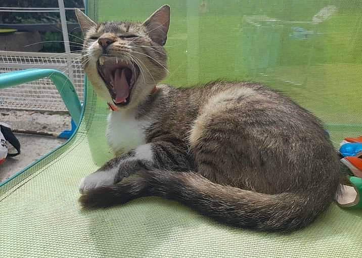 Miaou participe au concours pour gagner de l'argent avec cette photo : animal_shelter, carnivore, cat, cat_furniture, cat_supply, claw, domestic_short_haired_cat, fang, felidae, fur, grass, paw, pet_supply, small_to_medium_sized_cats, snout, tail, terrestrial_animal, whiskers, wildlife, yawn