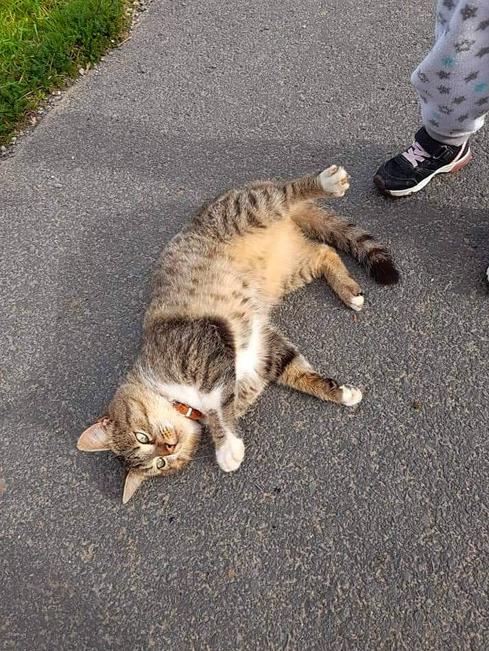 Miaou participe au concours pour gagner de l'argent avec cette photo : asphalt, carnivore, cat, claw, domestic_short_haired_cat, fawn, felidae, fur, grass, human_leg, paw, road, road_surface, sand, sidewalk, small_to_medium_sized_cats, snout, tail, terrestrial_animal, whiskers