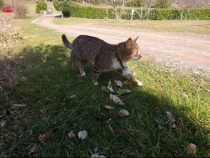 Miaou participe au concours pour gagner de l'argent avec cette photo : art, carnivore, cat, dog_breed, domestic_short_haired_cat, fawn, felidae, fur, grass, grass_family, grassland, groundcover, lawn, plant, small_to_medium_sized_cats, soil, tail, terrestrial_animal, tree, whiskers