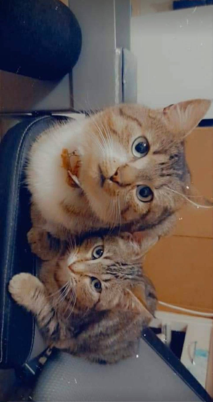 Miaou participe au concours pour gagner de l'argent avec cette photo : bed, box, carnivore, cat, claw, domestic_short_haired_cat, ear, fashion_accessory, fawn, felidae, fur, gesture, mammal, paw, photo_caption, small_to_medium_sized_cats, snout, tail, vertebrate, whiskers