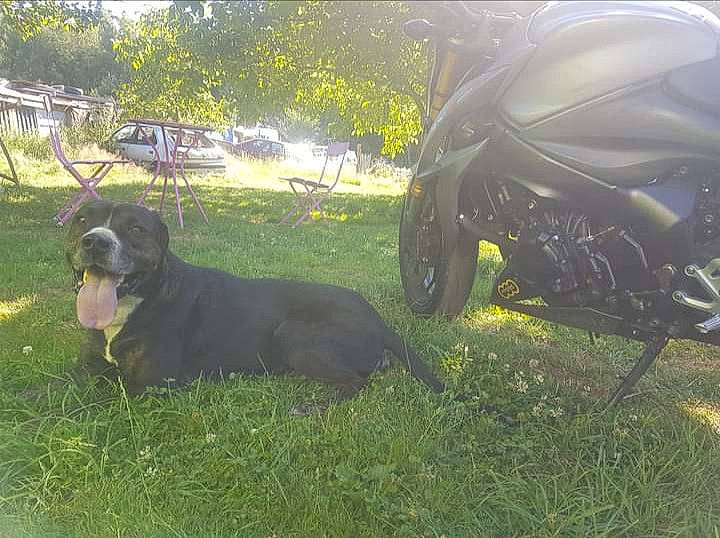 Kawa participe au concours pour gagner de l'argent avec cette photo : alloy_wheel, automotive_exhaust, automotive_lighting, automotive_tire, carnivore, companion_dog, dog, dog_breed, fender, fuel_tank, grass, motorcycle, motorcycle_fairing, plant, tints_and_shades, tire, tree, vehicle, wheel, working_animal