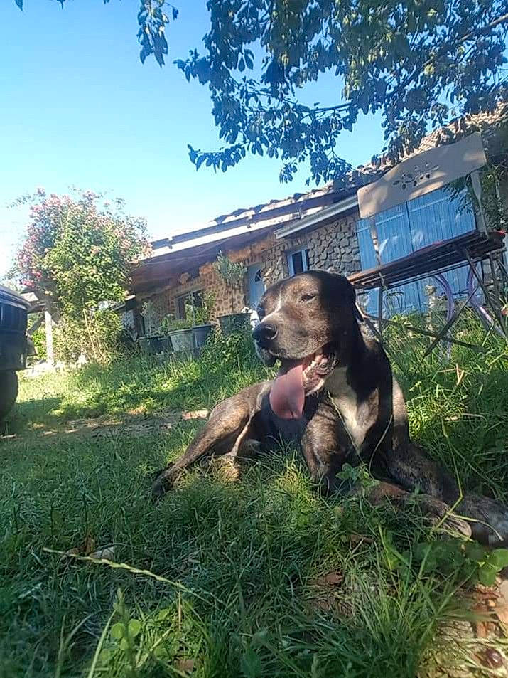 Kawa a rejoint le concours — aidez-le/la à gagner de superbes lots ! carnivore, companion_dog, dog, dog_breed, fawn, garden, grass, grassland, landscape, lawn, plant, shrub, sky, snout, sporting_group, tail, terrestrial_animal, tree, window, working_animal