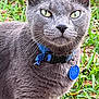 cat, gray_cat, green_eyes, collar, blue_collar, pet_tag, outdoor, grass, leaf, animal, feline, whiskers, close_up, fur, alert, nature, domestic_cat, cute, portrait, pet