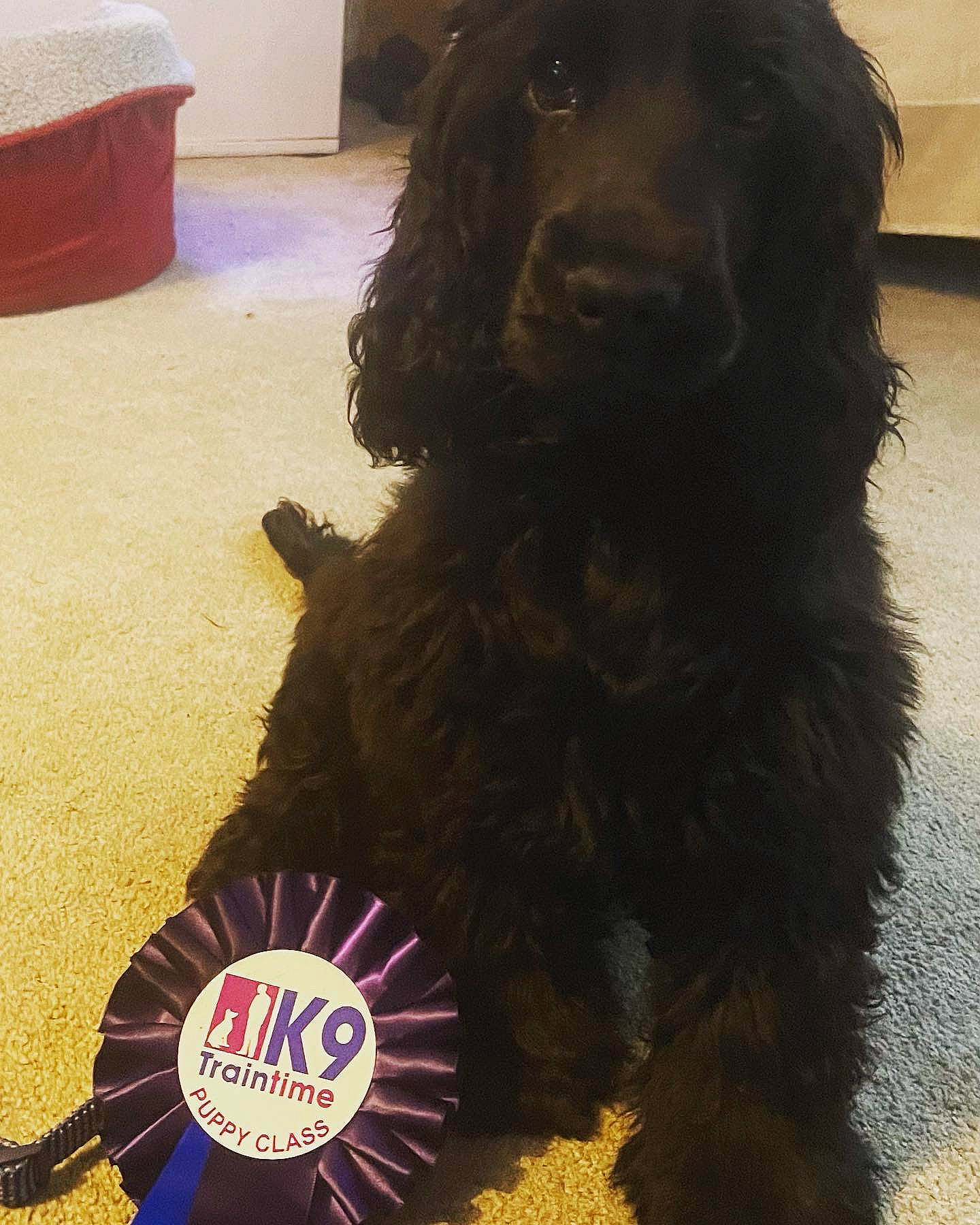 Freyja is registered to the contest to win money with this photo: canidae, carnivore, cocker_spaniel, companion_dog, dog, dog_breed, dog_collar, flooring, fur, gun_dog, hardwood, liver, logo, pet_supply, snout, spaniel, sporting_group, water_dog, working_animal, working_dog