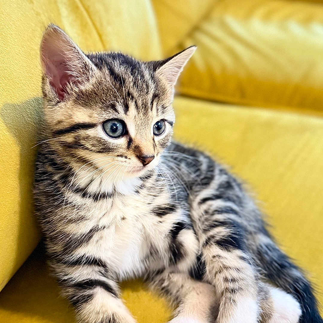 Molly is registered to the contest to win money with this photo: abyssinian, animal, architecture, armchair, building, cat, chair, couch, cushion, furniture, homedecor, indoors, kitten, livingroom, manx, ocelot, person, pet, room, sleeping