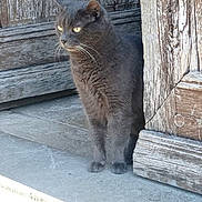 Balourd participe au concours pour gagner de l'argent avec cette photo : cat, gray_cat, animal, pet, outdoor, door, wooden_door, stone_floor, sitting, feline, whiskers, ears, alert, quiet, daylight, texture, natural_light, curious, domestic_cat, still_life