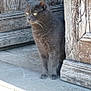 cat, gray_cat, animal, pet, outdoor, door, wooden_door, stone_floor, sitting, feline, whiskers, ears, alert, quiet, daylight, texture, natural_light, curious, domestic_cat, still_life