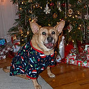 Bailey joined the competition — help win amazing prizes! accessories, animal, architecture, building, bulldog, canine, chihuahua, conifer, dog, fir, furniture, hardwood, hound, husky, indoors, lighting, pet, plant, tree, wood