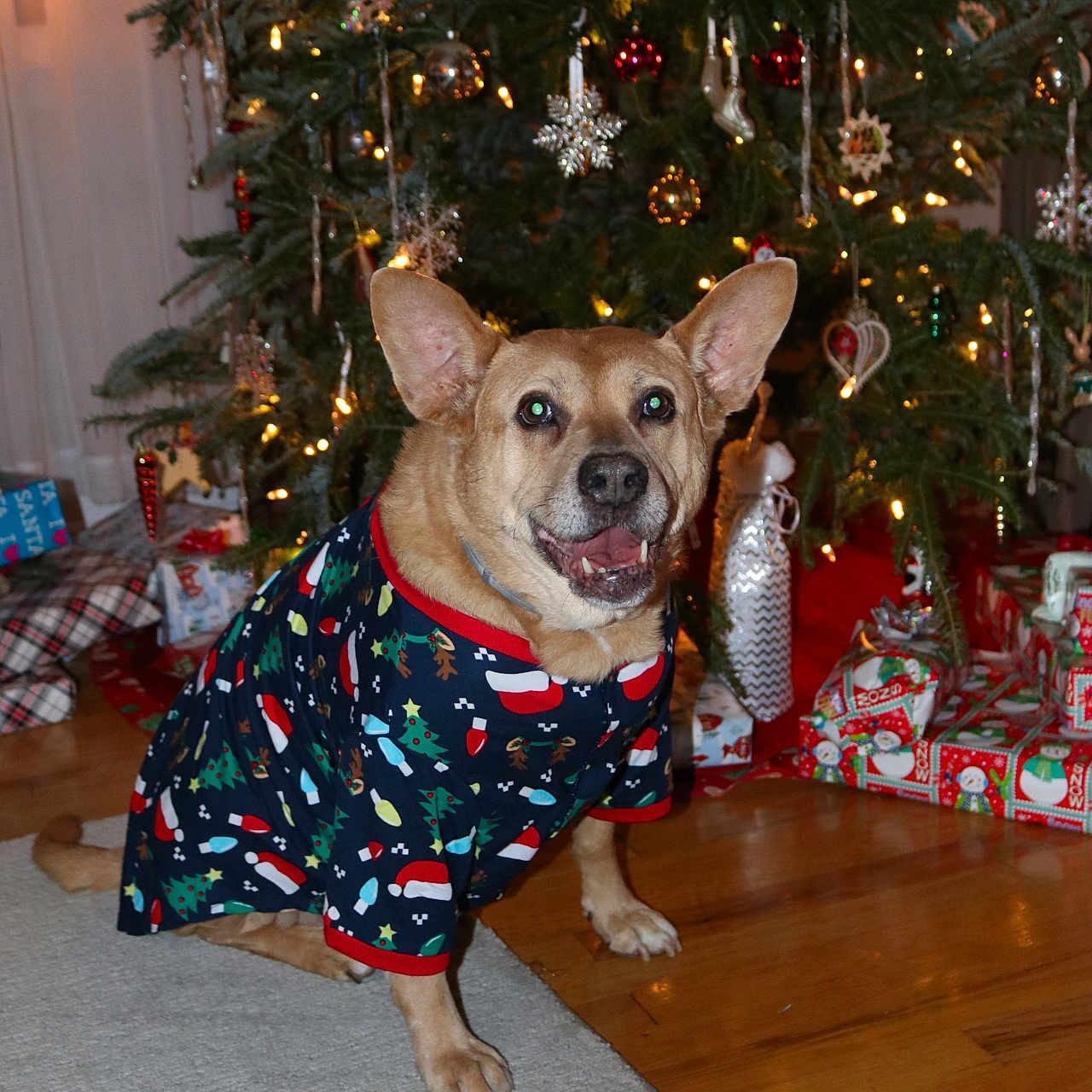 Bailey joined the competition — help win amazing prizes! accessories, animal, architecture, building, bulldog, canine, chihuahua, conifer, dog, fir, furniture, hardwood, hound, husky, indoors, lighting, pet, plant, tree, wood