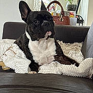 Rocky participe au concours pour gagner de l'argent avec cette photo : dog, french_bulldog, blanket, sofa, indoor, pet, couch, plant, window, potted_plant, handbag, furniture, resting, curious, domestic, cozy, white, black, brown, home