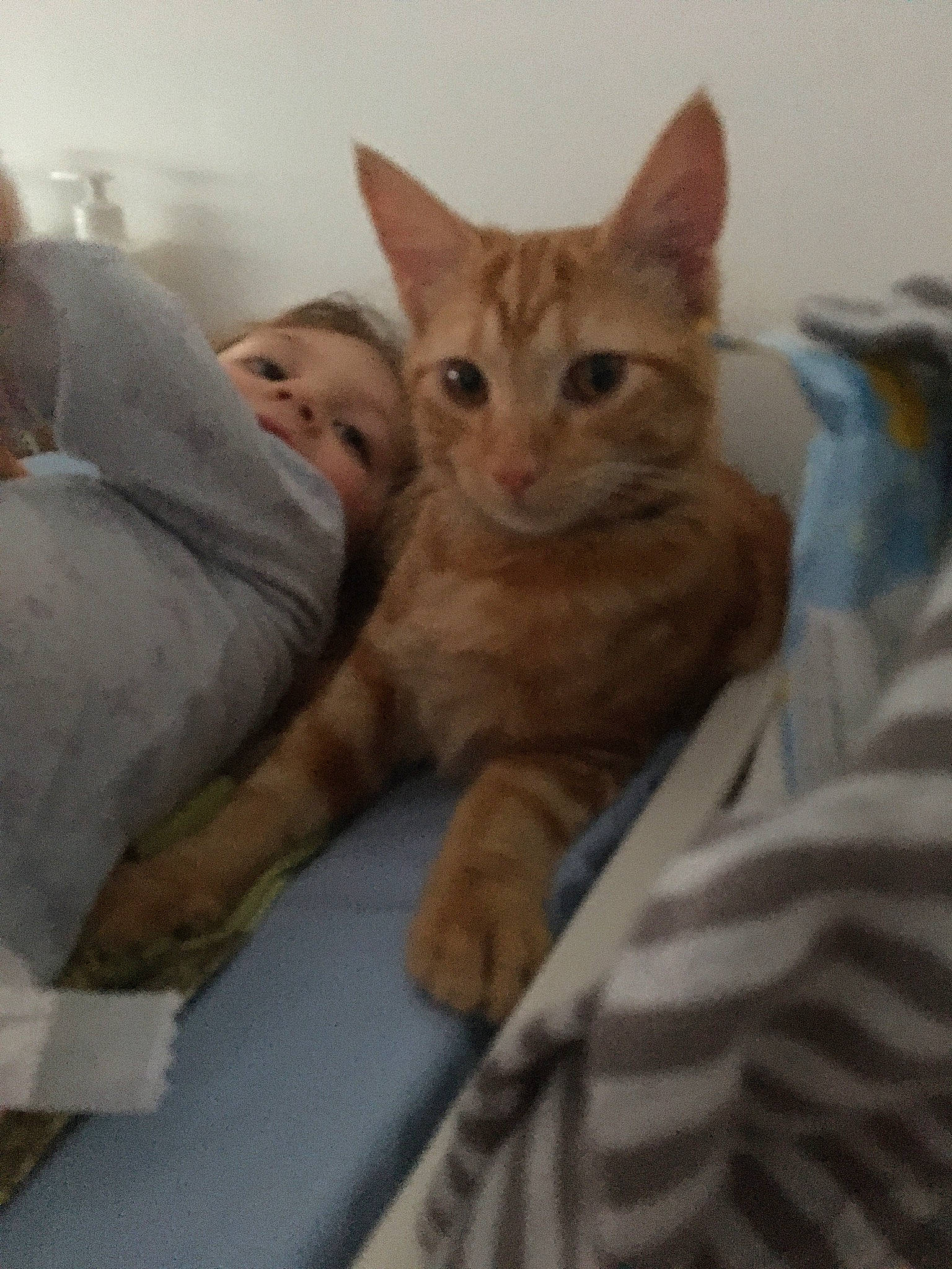 Ravioli a rejoint le concours — aidez-le/la à gagner de superbes lots ! bed, carnivore, cat, claw, comfort, domestic_short_haired_cat, eye, fawn, felidae, fur, gesture, iris, linens, nap, paw, sitting, small_to_medium_sized_cats, snout, tail, whiskers