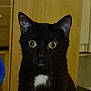 cat, black_cat, indoor, pet, animal, feline, yellow_eyes, white_patch, curious, portrait, closeup, whiskers, ears, fur, domestic_cat, looking, mammal, face, head, alert