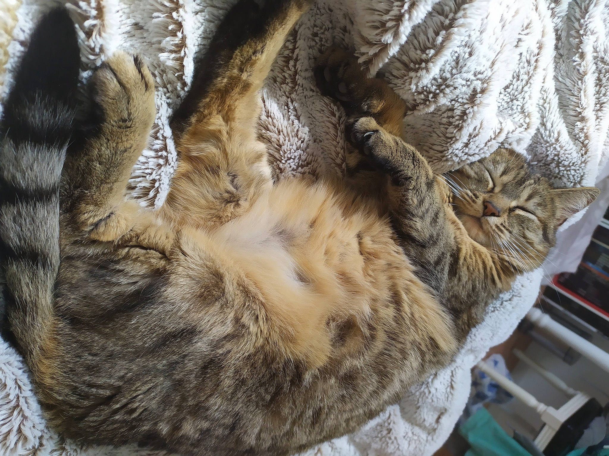 Princesse participe au concours pour gagner de l'argent avec cette photo : carnivore, cat, cat_bed, claw, comfort, domestic_short_haired_cat, fawn, felidae, fur, gesture, nap, pattern, paw, sleep, small_to_medium_sized_cats, snout, tail, terrestrial_animal, tree, whiskers