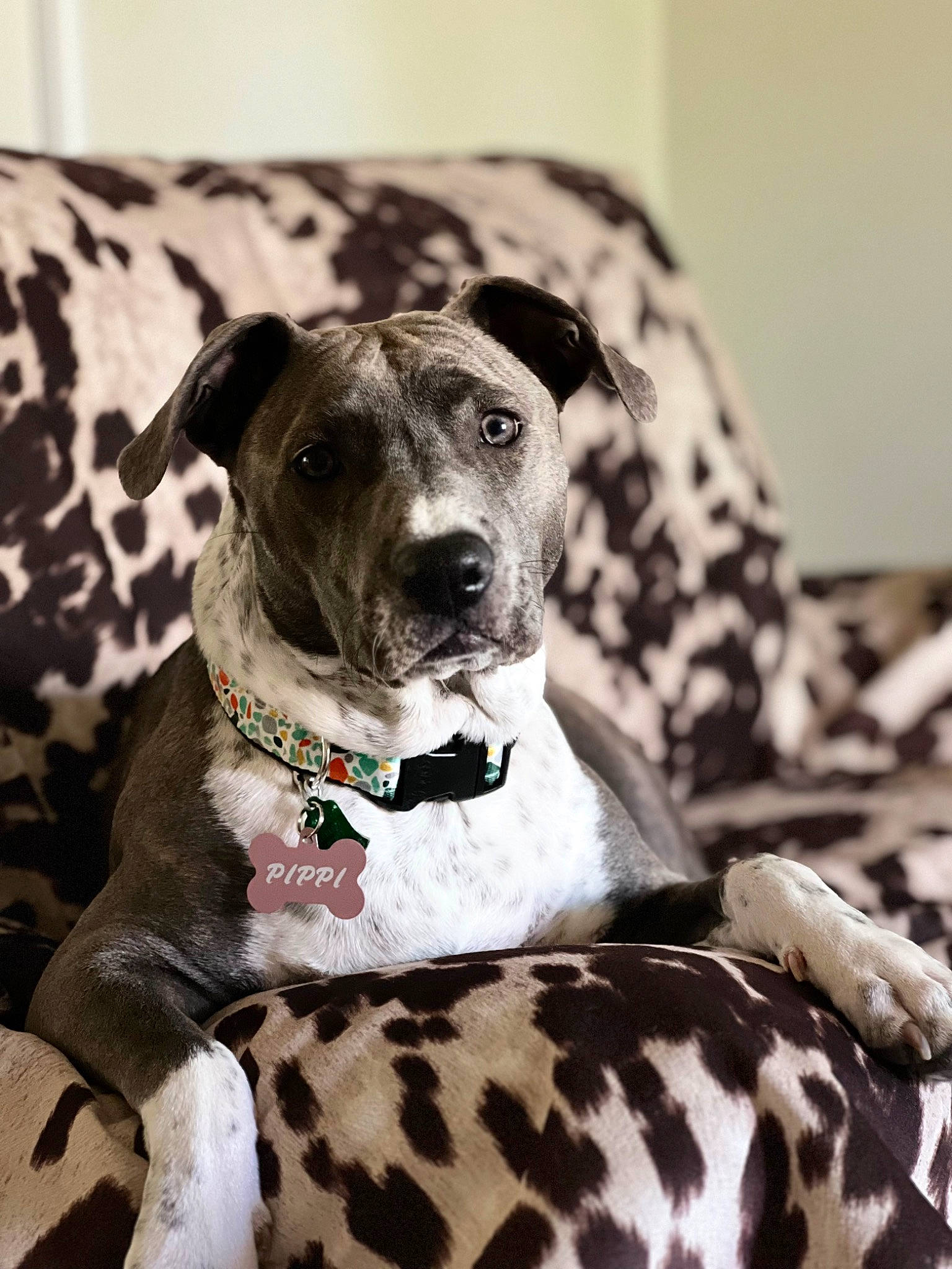 Pippi Longstocking joined the competition — help win amazing prizes! canidae, carnivore, collar, comfort, companion_dog, dog, dog_breed, dog_collar, dog_supply, fawn, monochrome_photography, non_sporting_group, pattern, pet_supply, snout, sporting_group, terrestrial_animal, working_animal, working_dog