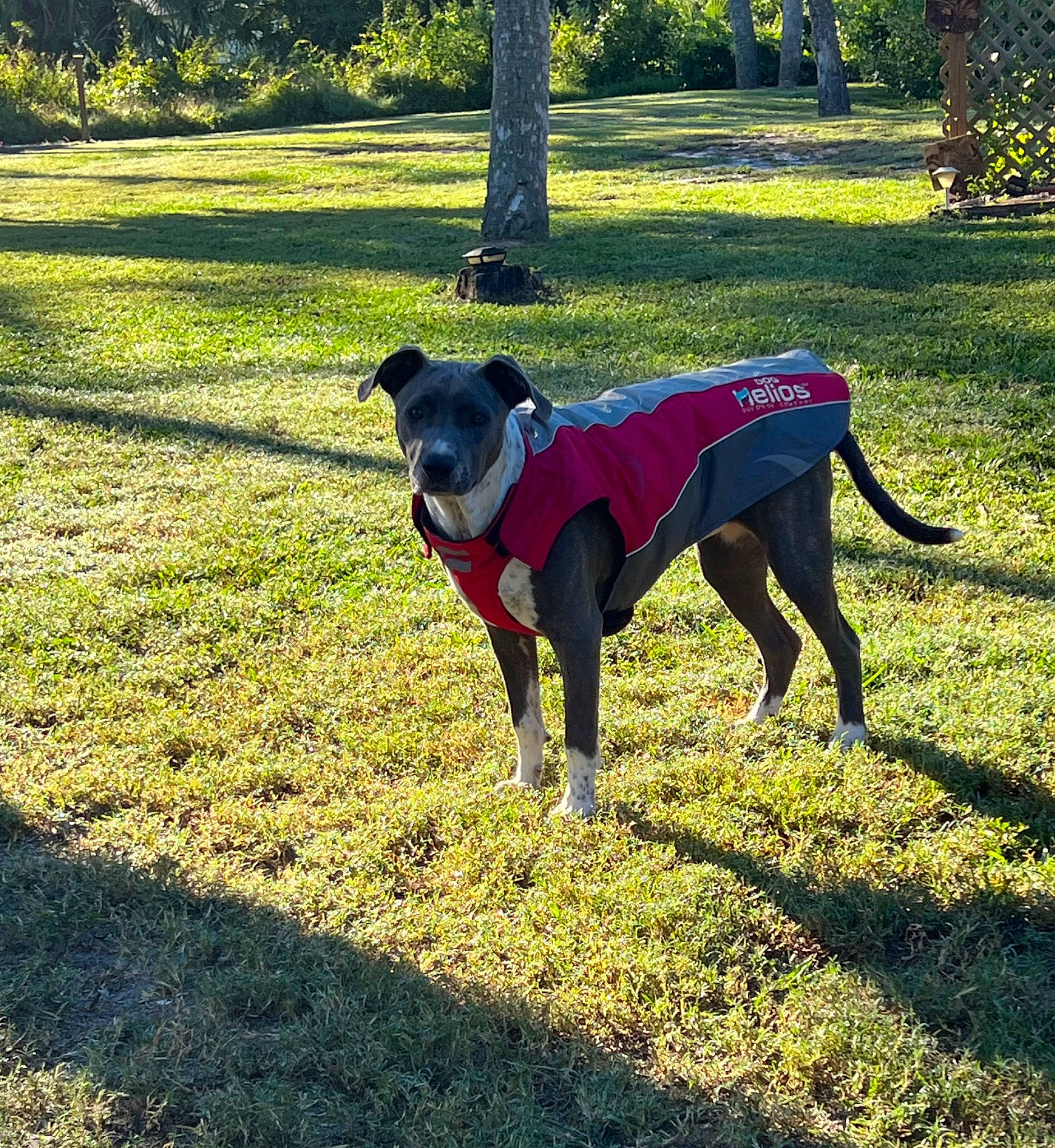 Pippi Longstocking joined the competition — help win amazing prizes! canidae, carnivore, collar, companion_dog, dog, dog_breed, dog_clothes, dog_collar, dog_sports, dog_supply, fawn, grass, guard_dog, pet_supply, plant, shadow, sporting_group, tail, tree, working_animal