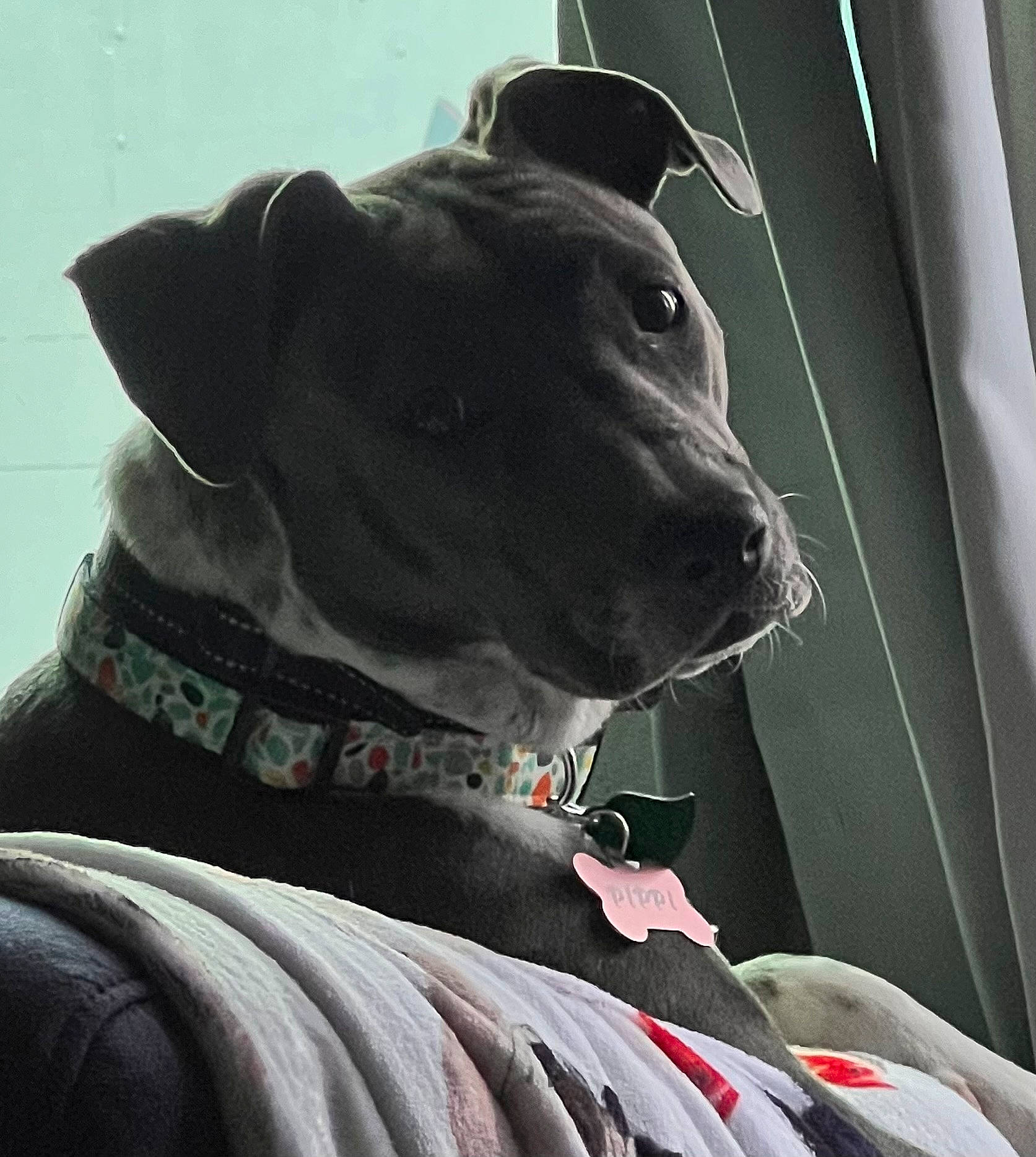 Pippi Longstocking joined the competition — help win amazing prizes! canidae, carnivore, collar, companion_dog, dog, dog_breed, dog_collar, grey, guard_dog, leash, monochrome_photography, non_sporting_group, personal_protective_equipment, pet_supply, snout, sporting_group, whiskers, window, working_animal, working_dog