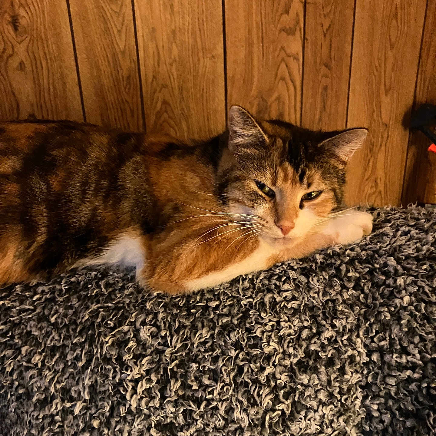 Cleo joined the competition — help win amazing prizes! abyssinian, animal, blanket, cat, computer, couch, furniture, hardwood, indoors, interiordesign, kitten, manx, person, pet, plywood, quilt, shelf, sleeping, stainedwood, wood