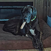 Xena is registered to the contest to win money with this photo: dog, black_dog, large_dog, dog_bed, bone, collar, indoor, wood_paneling, fireplace, pet, animal, chewing, resting, cozy, living_room, floor, brown, white_patch, canine, relaxed