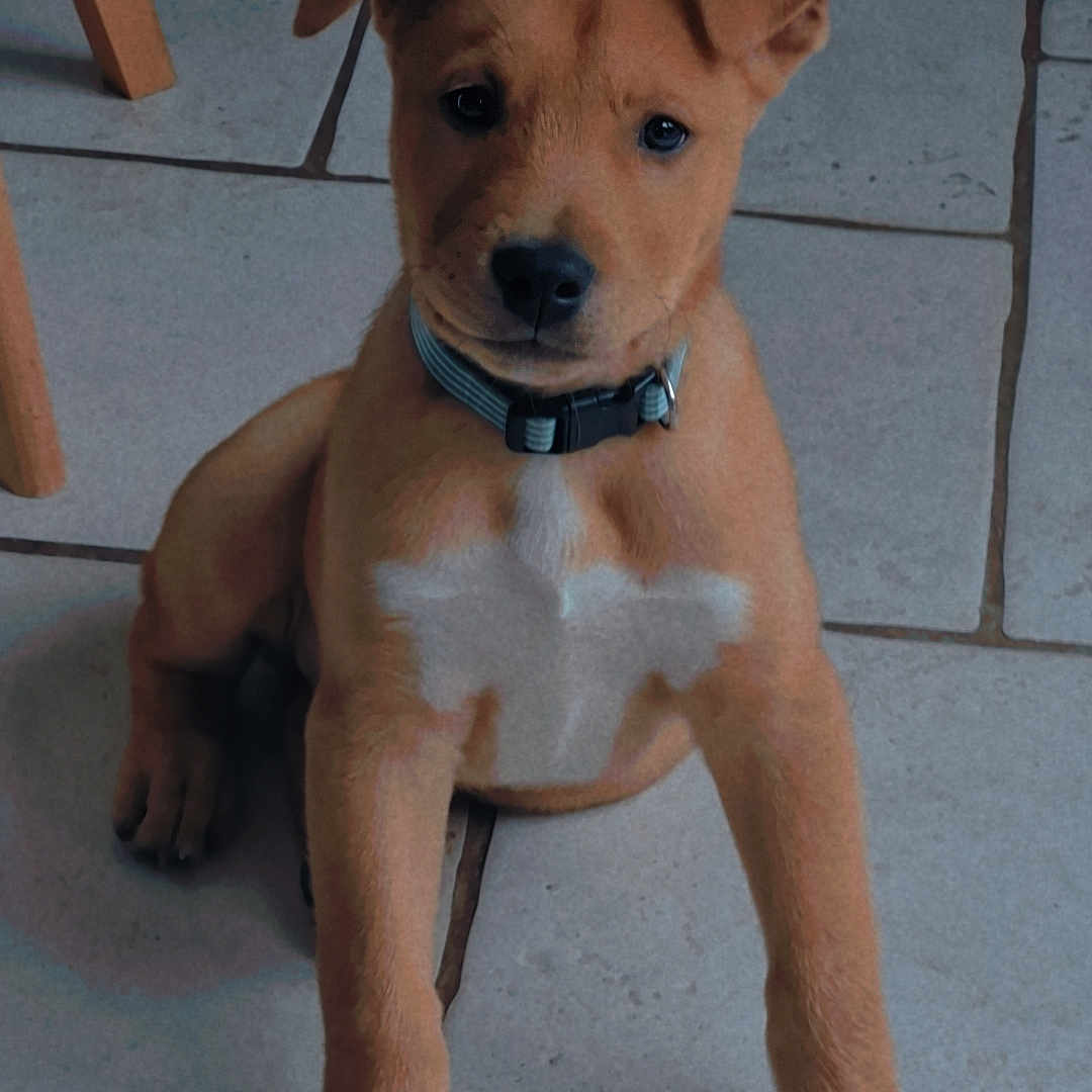 Snow a rejoint le concours — aidez-le/la à gagner de superbes lots ! animal, brown, canine, collar, cute, dog, ears, eyes, floor, furniture_leg, indoor, nose, paw, pet, puppy, sitting, tile, white_chest_patch, white_paws, young_dog