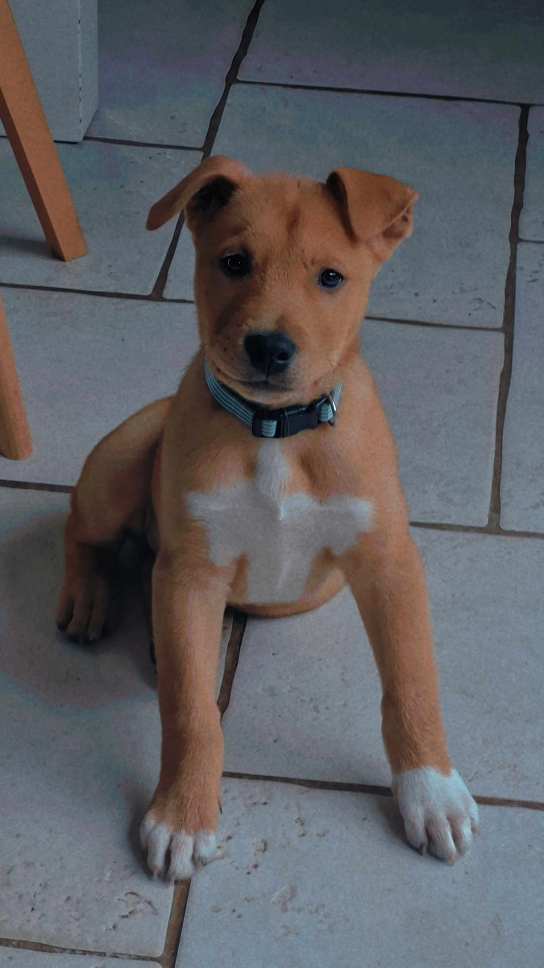 Snow a rejoint le concours — aidez-le/la à gagner de superbes lots ! puppy, dog, brown, white_paws, white_chest_patch, collar, floor, tile, indoor, pet, cute, sitting, young_dog, animal, canine, ears, paw, nose, eyes, furniture_leg