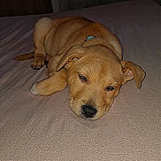 Snow participe au concours pour gagner de l'argent avec cette photo : puppy, dog, sleeping, bed, blanket, cute, pet, animal, fur, indoors, resting, young, small, canine, cozy, relaxed, ears, nose, paw, laying