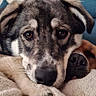 dog, puppy, snuggling, blanket, couch, resting, close_up, fur, pet, domestic_animal, two_dogs, cozy, sleepy, indoor, companion, animal_face, cute, relaxed, brown, black_and_white