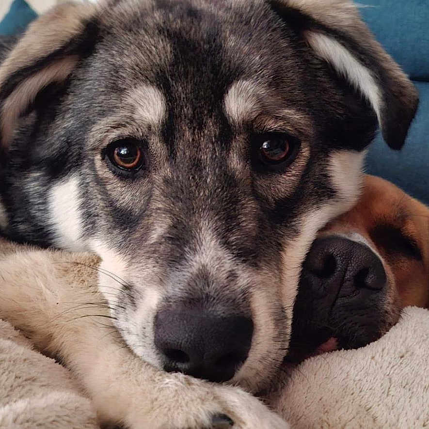 Nioky participe au concours pour gagner de l'argent avec cette photo : dog, puppy, snuggling, blanket, couch, resting, close_up, fur, pet, domestic_animal, two_dogs, cozy, sleepy, indoor, companion, animal_face, cute, relaxed, brown, black_and_white