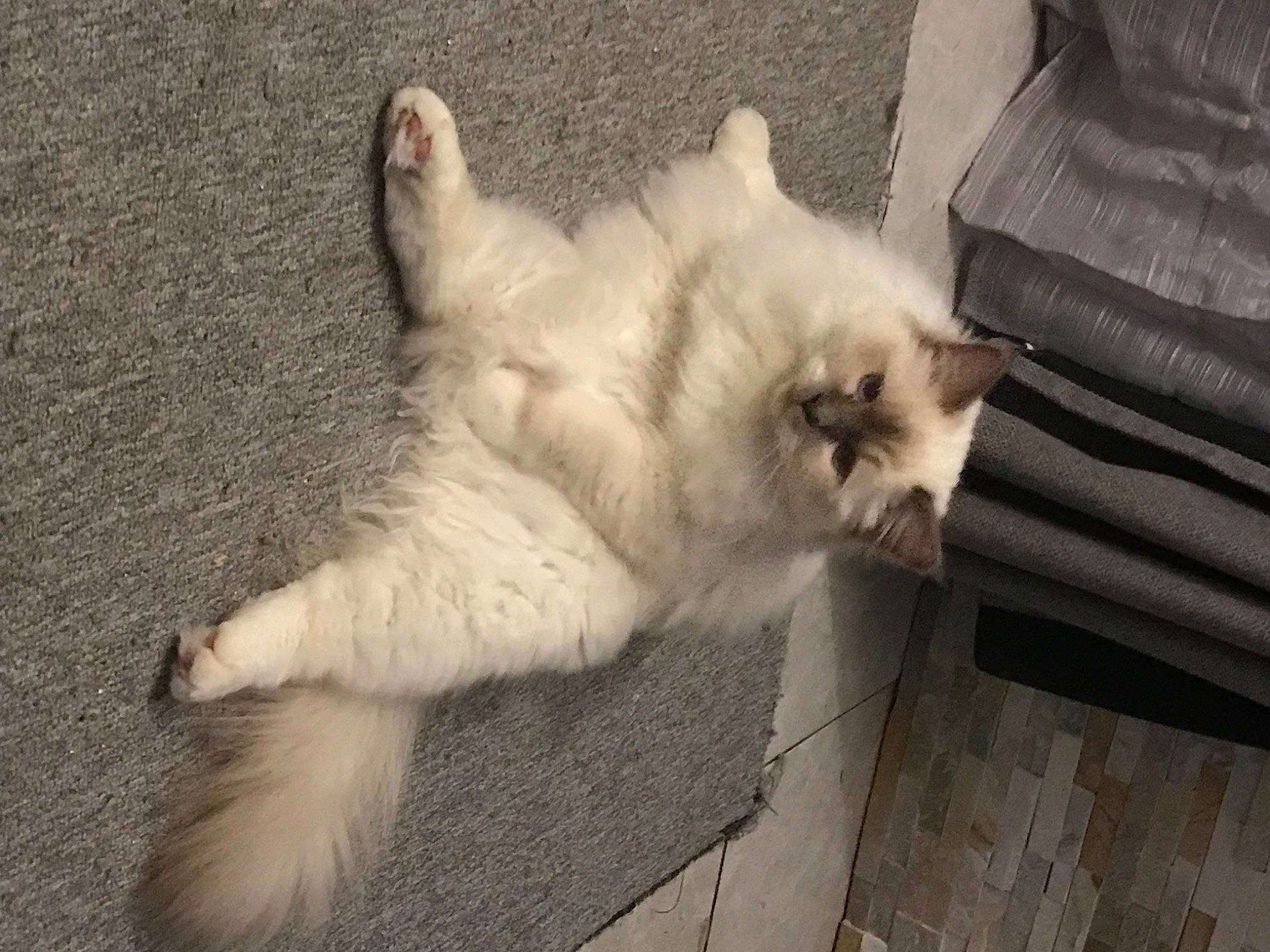 Pablo a rejoint le concours — aidez-le/la à gagner de superbes lots ! balinese, canidae, carnivore, cat, claw, comfort, companion_dog, dog_breed, domestic_short_haired_cat, fawn, felidae, flooring, fur, paw, small_to_medium_sized_cats, snout, tail, thai, whiskers, wood