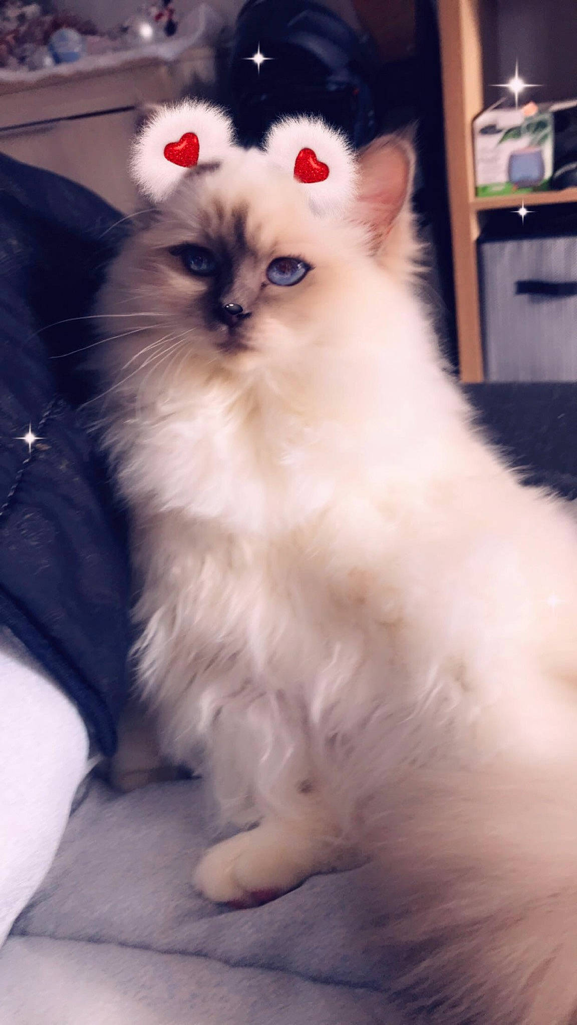 Pablo a rejoint le concours — aidez-le/la à gagner de superbes lots ! birman, british_longhair, carnivore, cat, claw, comfort, fawn, felidae, fur, paw, picture_frame, ragdoll, sitting, small_to_medium_sized_cats, snout, tail, television, terrestrial_animal, whiskers