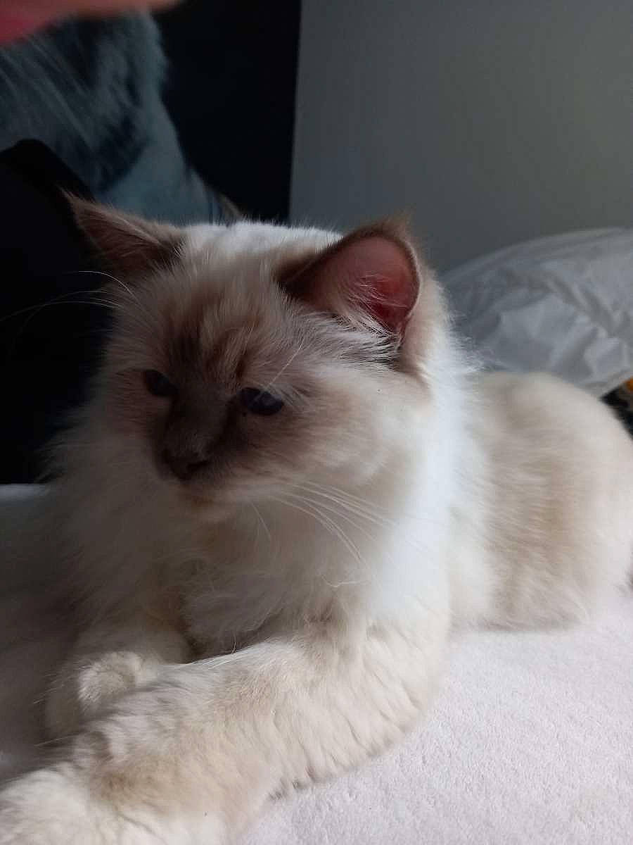 Pablo a rejoint le concours — aidez-le/la à gagner de superbes lots ! carnivore, cat, claw, comfort, fawn, felidae, fur, ragdoll, small_to_medium_sized_cats, snout, tail, terrestrial_animal, whiskers