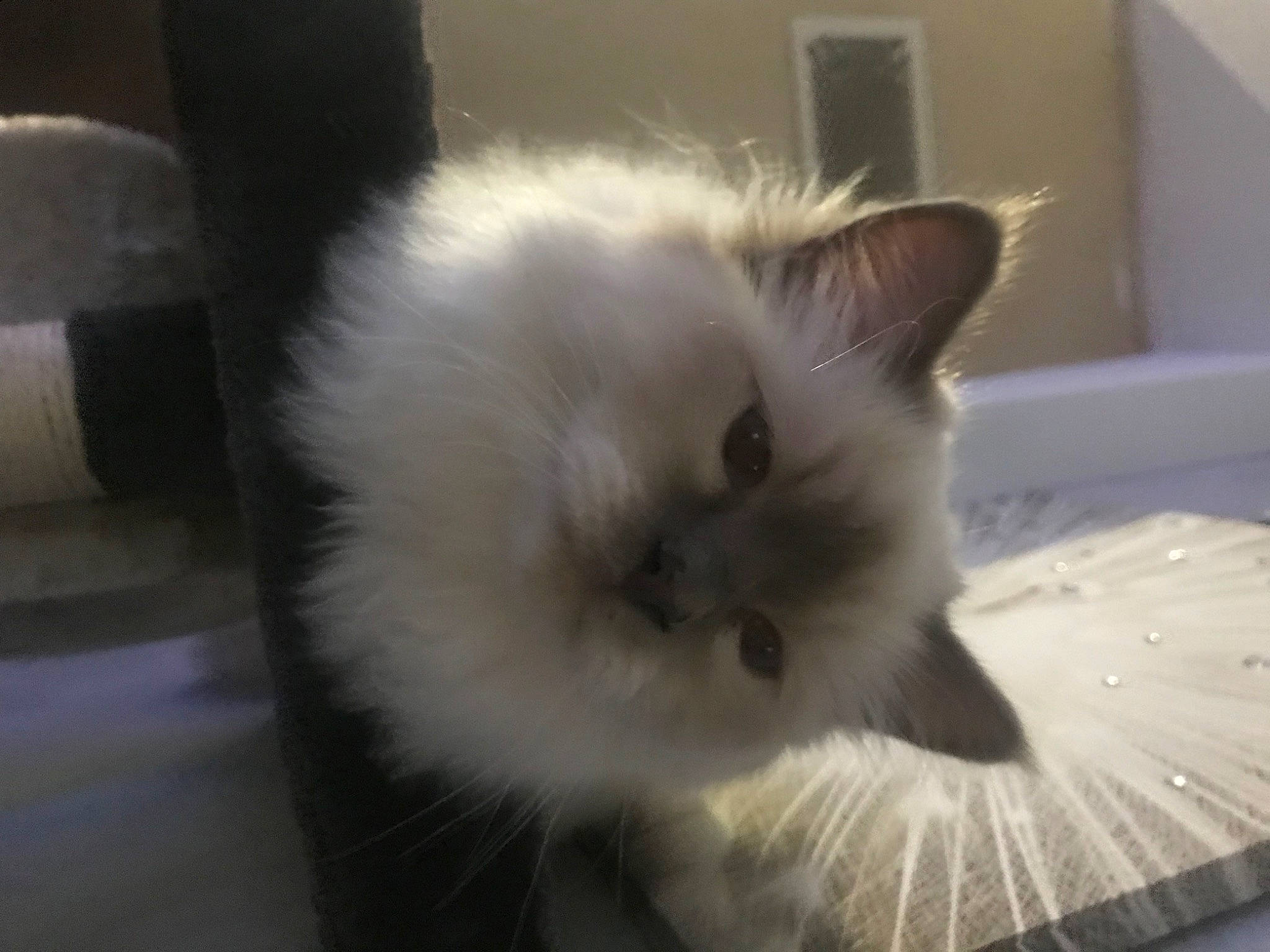 Pablo a rejoint le concours — aidez-le/la à gagner de superbes lots ! british_longhair, carnivore, cat, eye, fawn, felidae, flooring, fur, paw, ragdoll, small_to_medium_sized_cats, snout, tail, whiskers