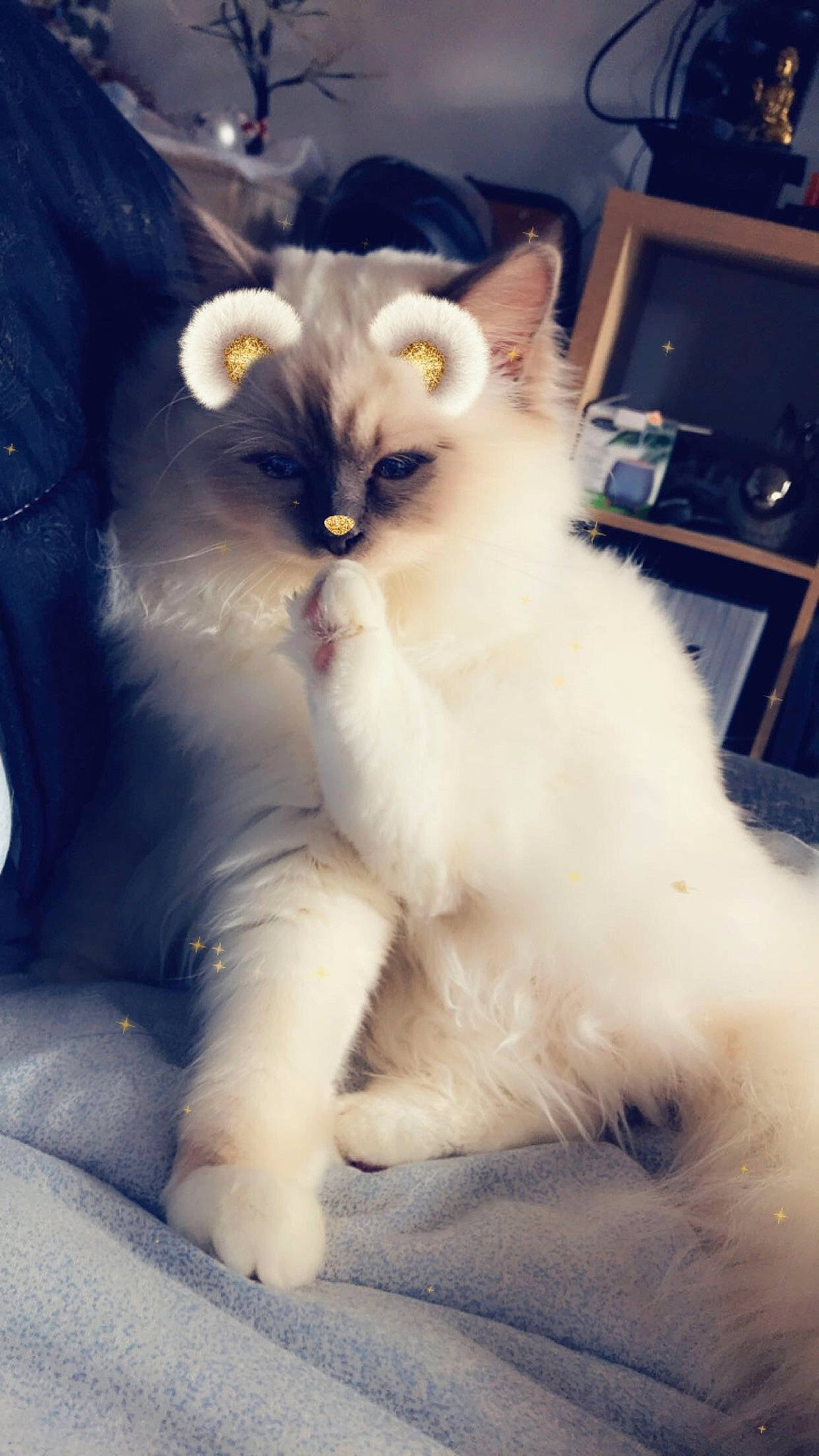 Plume a rejoint le concours — aidez-le/la à gagner de superbes lots ! carnivore, cat, claw, comfort, electric_blue, felidae, foot, fur, kitchen_appliance, paw, ragdoll, small_to_medium_sized_cats, snout, tail, television, terrestrial_animal, whiskers