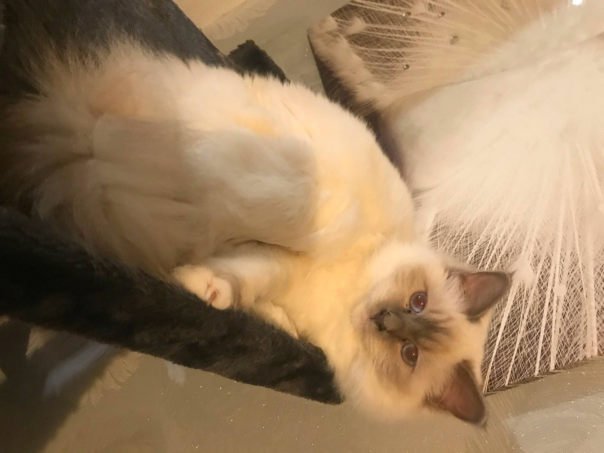 Plume a rejoint le concours — aidez-le/la à gagner de superbes lots ! balinese, birman, carnivore, cat, claw, comfort, fawn, felidae, fur, mammal, nap, paw, siamese, small_to_medium_sized_cats, snout, tail, thai, vertebrate, whiskers, wing
