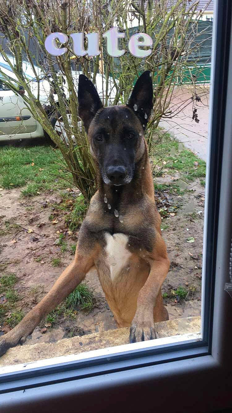 Oracle a rejoint le concours — aidez-le/la à gagner de superbes lots ! canidae, carnivore, companion_dog, dog, dog_breed, door, east_european_shepherd, fawn, german_shepherd_dog, guard_dog, herding_dog, hunting_dog, plant, snout, sporting_group, terrestrial_animal, tree, window, working_animal, working_dog