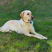 Happy Minary participe au concours pour gagner de l'argent avec cette photo : animal, canine, collar, daylight, dog, domestic_animal, grass, greenery, labrador_retriever, lying_down, mammal, nature, outdoor, pet, playing_field, portrait, relaxed, summer, sunlight, yellow_dog