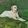 animal, canine, collar, daylight, dog, domestic_animal, grass, greenery, labrador_retriever, lying_down, mammal, nature, outdoor, pet, playing_field, portrait, relaxed, summer, sunlight, yellow_dog