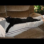 Juice is registered to the contest to win money with this photo: black_cat, cat, animal, pet, feline, sleeping, lying_down, lounging, stretched_out, sofa, couch, cushion, pillow, indoor, living_room, furniture, relaxed, home, flowers, photograph