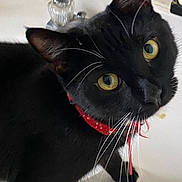 Prince joined the competition — help win amazing prizes! cat, black_cat, yellow_eyes, red_bandana, pet, animal, whiskers, feline, curious, domestic_cat, indoor, close_up, face, ears, fur, eyes, nose, sink, tap, white_background
