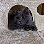 cat, gray_cat, fluffy, pet, indoor, cat_tree, cozy, cubbyhole, feline, animal, curious, wide_eyes, soft_texture, fur, cute, resting, home, domestic_animal, whiskers, paw