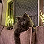Leo is registered to the contest to win money with this photo: cat, gray_cat, fluffy, indoor, couch, sofa, living_room, window, fairy_lights, night, pet, relaxed, cozy, furniture, paw, curious, domestic_cat, animal, soft_lighting, home