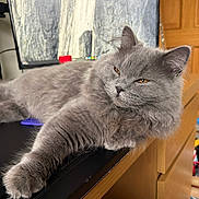 Leo is registered to the contest to win money with this photo: cat, gray_cat, fluffy_fur, pet, indoor, desk, computer_monitor, wooden_furniture, relaxed, paw, orange_eyes, long_fur, home, technology, electronics, resting, mammal, animal, feline, closeup