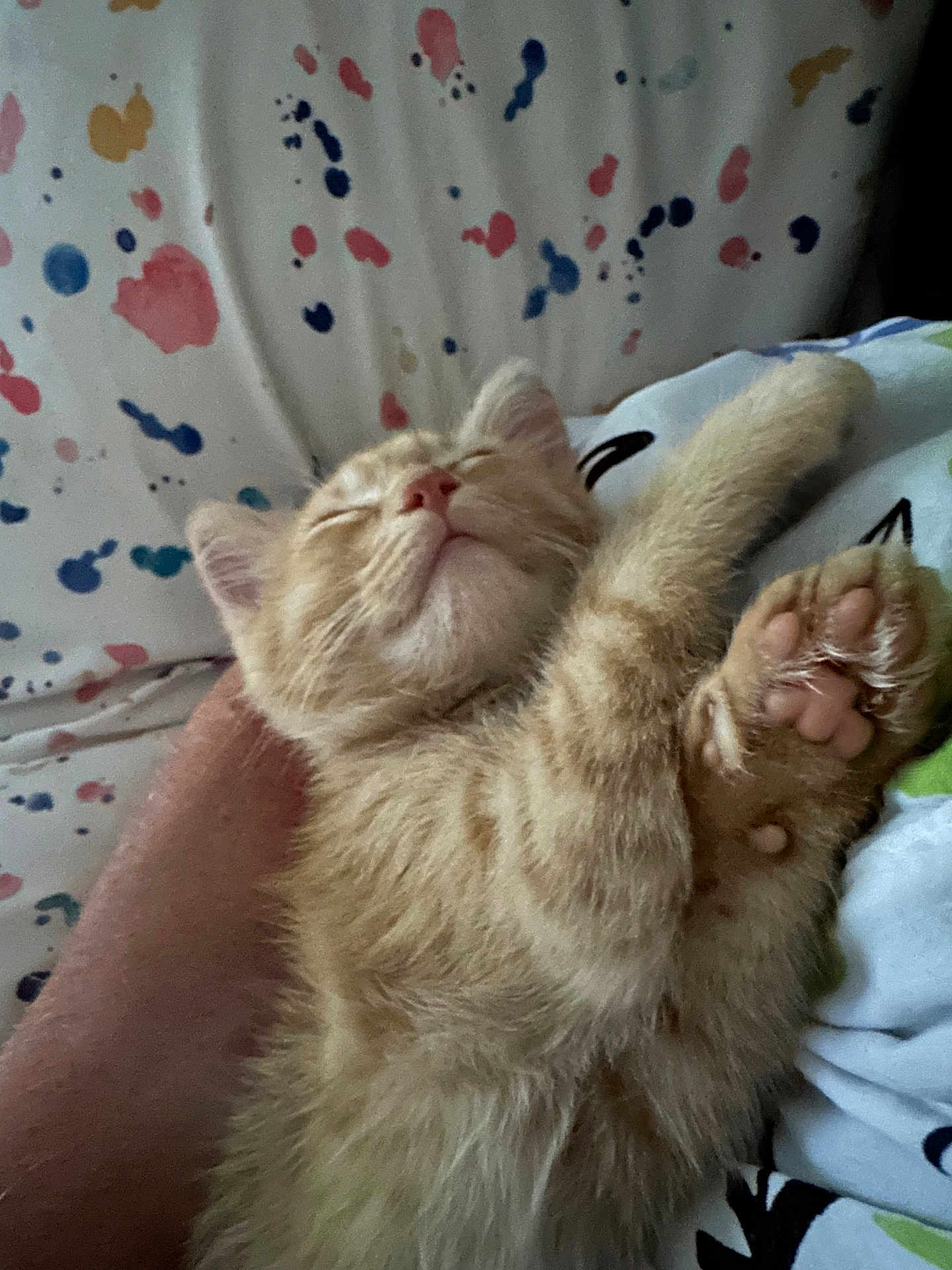 Cheese is registered to the contest to win money with this photo: kitten, cat, sleeping, paw, orange_tabby, furry, cute, resting, blanket, colorful, pattern, domestic_cat, pet, animal, cozy, relaxation, indoor, soft, closeup, sleep