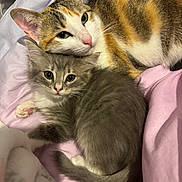 Arthur is registered to the contest to win money with this photo: blanket, calico_cat, cat, close_up, cozy, cute, domestic_animal, ears, fur, gray_cat, indoors, kitten, nose, pets, relaxed, sleeping_area, sleepy, snuggling, tail, whiskers